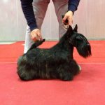 11021208_10155428568900438_2494085782765220647_n