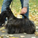 12240242_10156378714990438_8632139491749888040_o