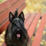 12314617_10156429305505438_5656146405499205120_o (1)